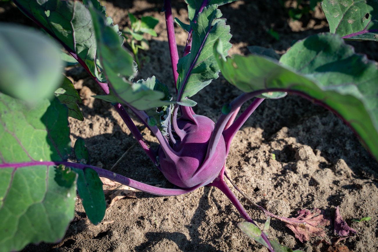 Foto eines Gemüsebeetes.