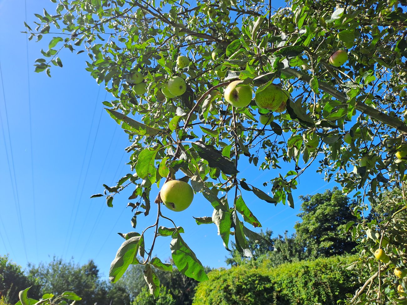 Foto von Maiglöckchen.