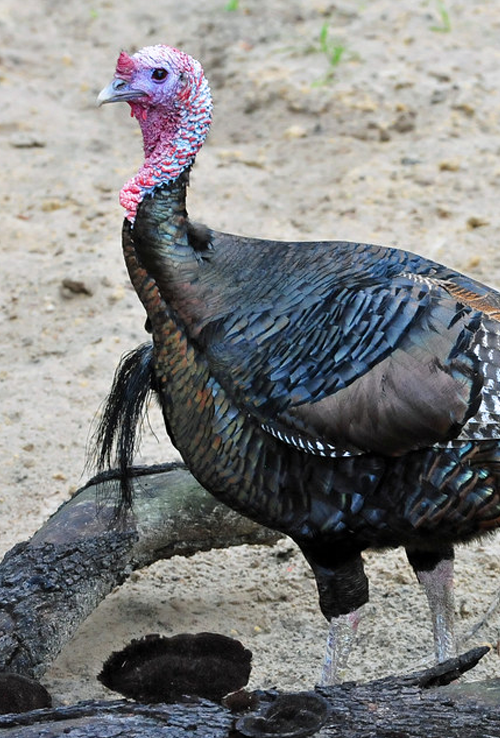 florida turkey
