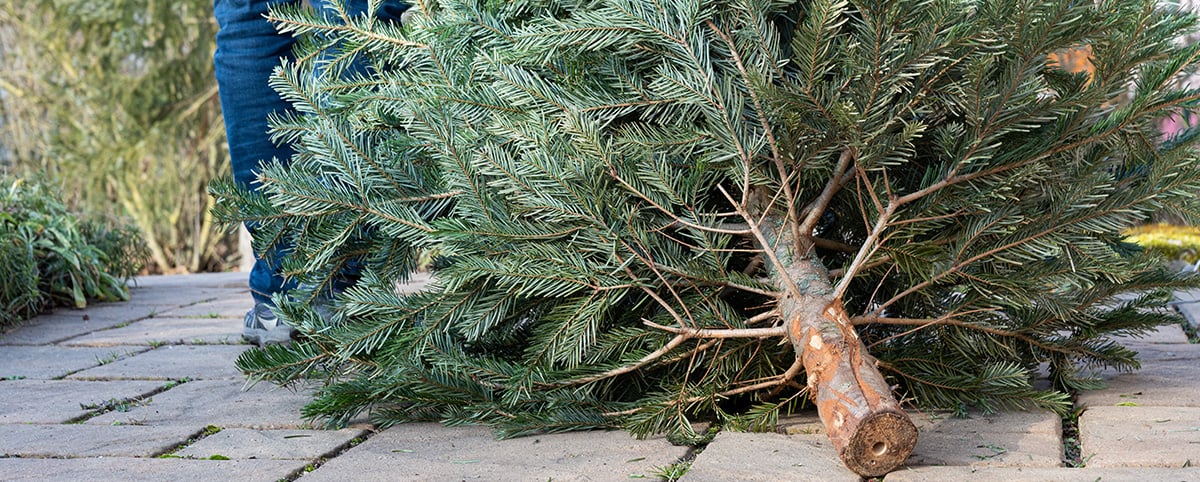 Person dragging Christmas Tree Person dragging Christmas Tree