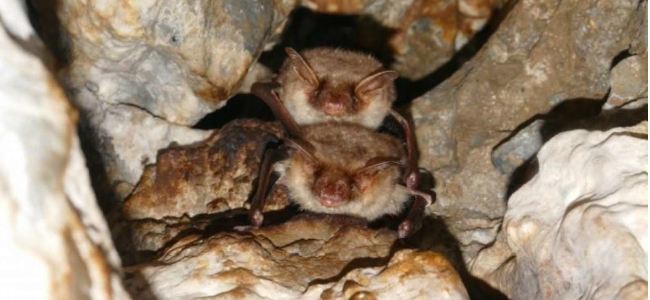 Donostiako Udalak Enobieta presako saguzarren babesa bultzatzen du