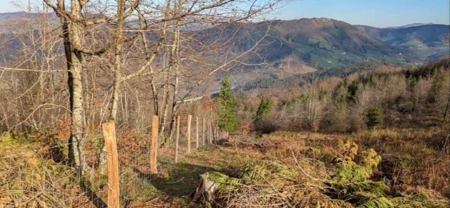 Gipuzkoako Foru Aldundia basoak lehengoratzen ari da lurraldearen erresilientzia indartzeko