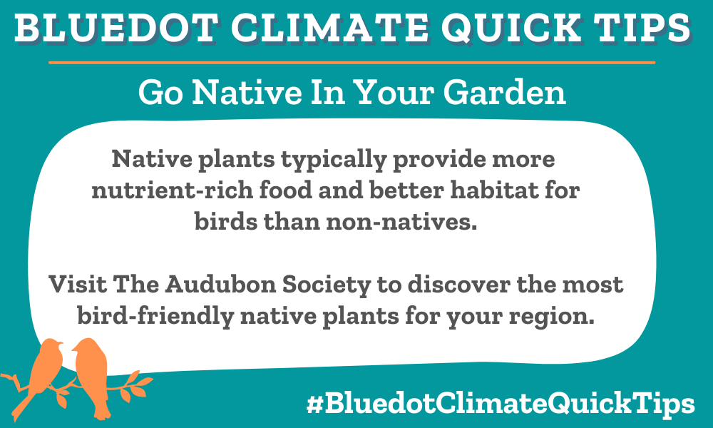 Go Native in your Garden