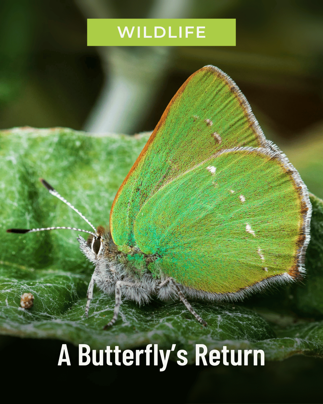 A Butterfly's Return