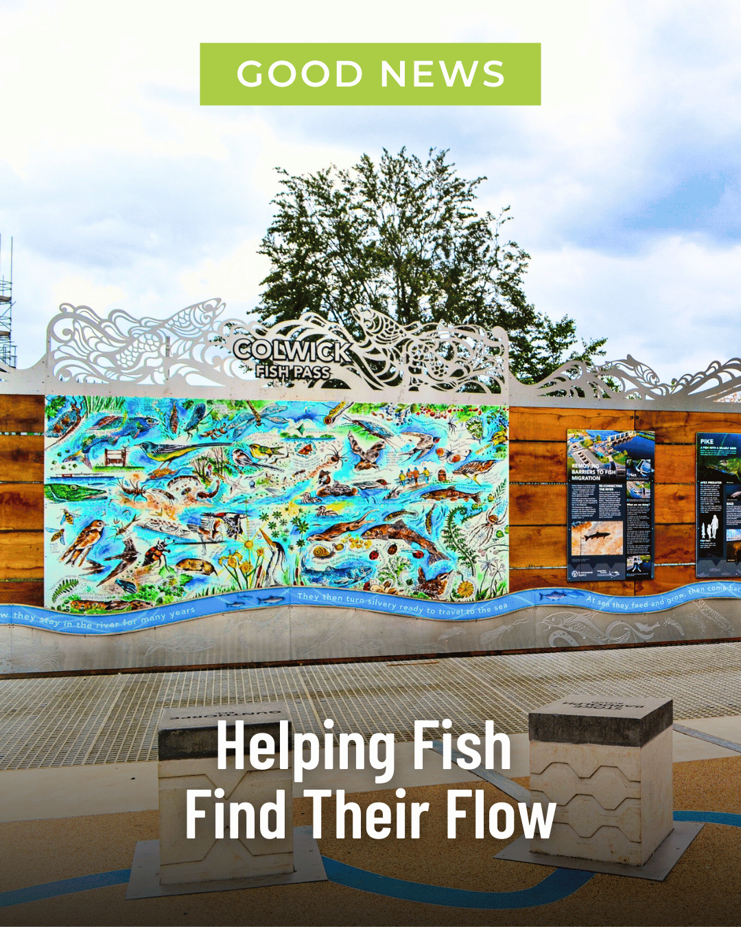 Helping Fish Find Their Flow