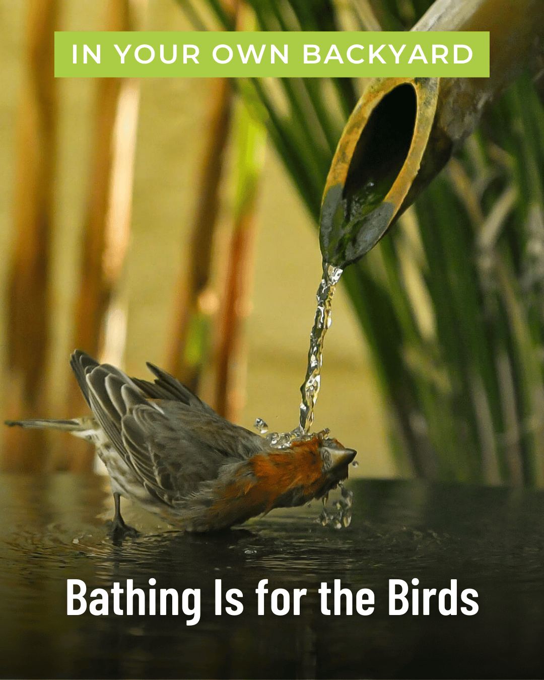 Bathing is for the birds