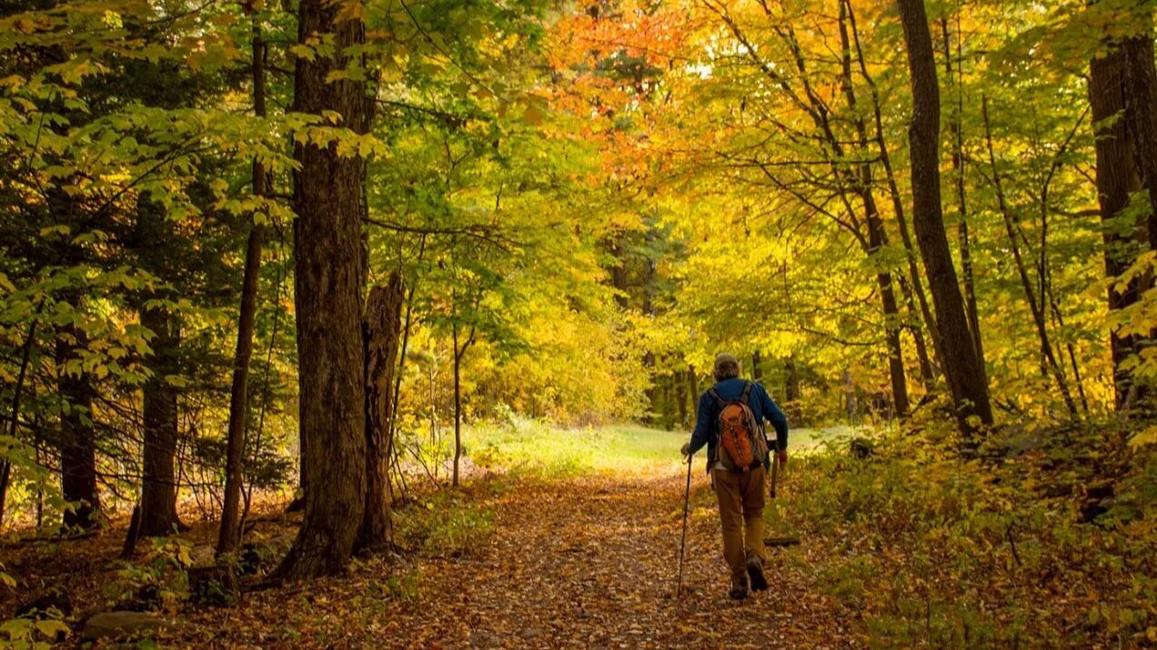 hiker in the woods hiker in the woods