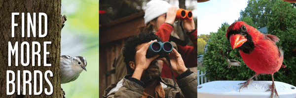 Birding Birding