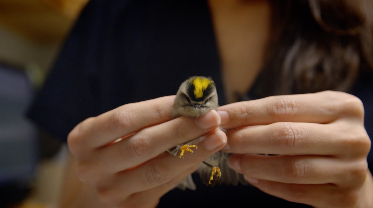 "Broken Flight" (credit: Erika Valenciana)