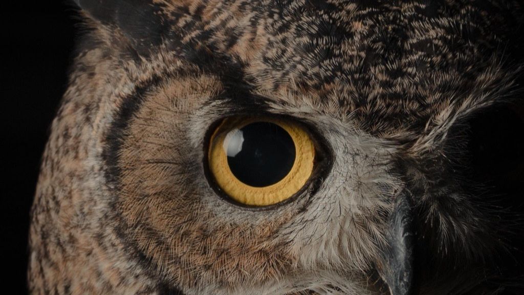 A close up of an owl's eye. A close up of an owl's eye.