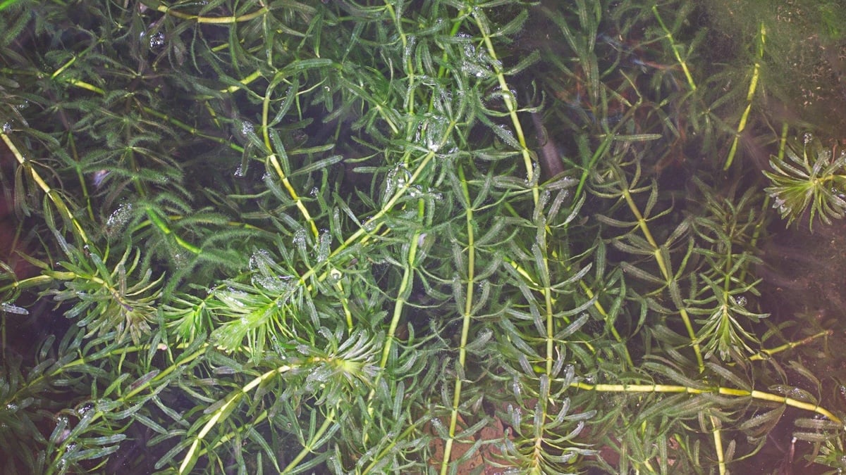 Invasive hydrilla. (hiindy22 / iStock)