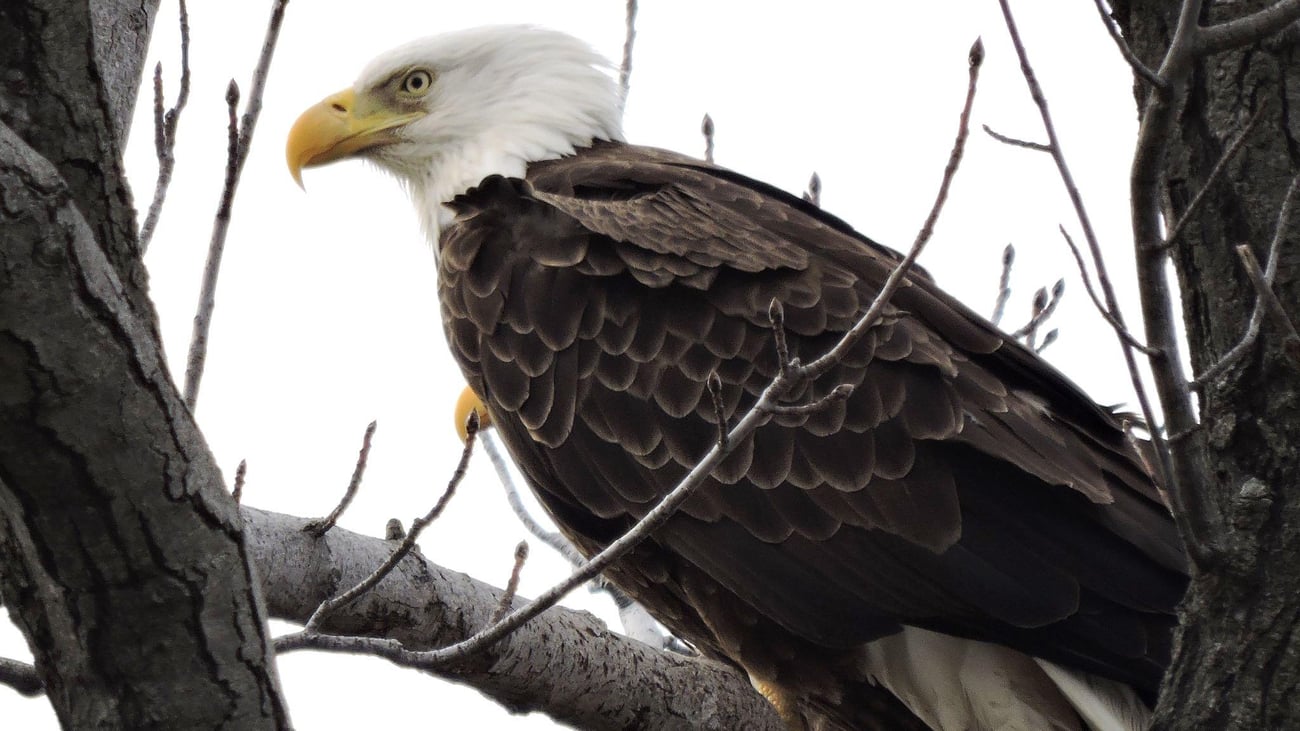 A bald eagle in a tree. 