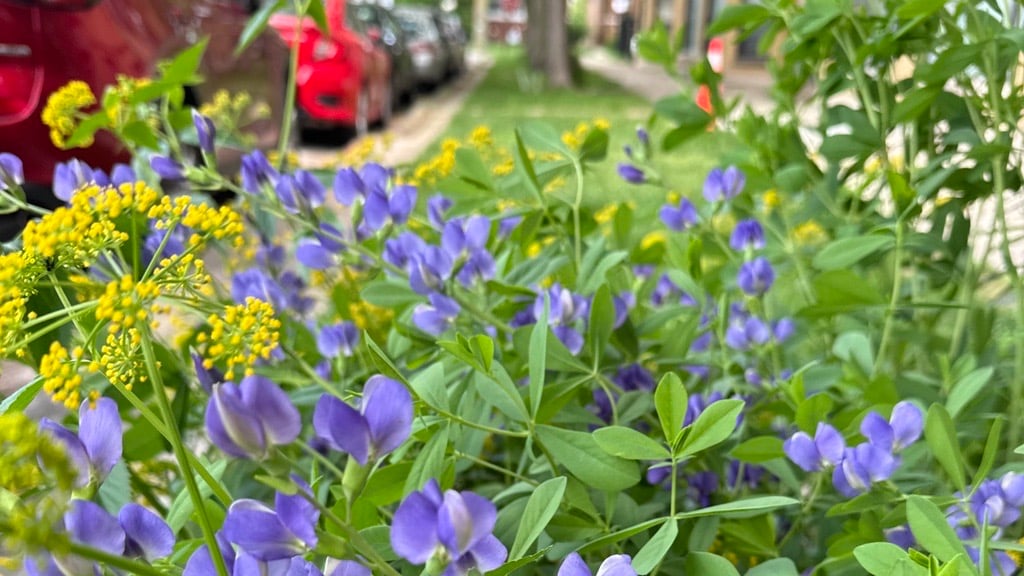 The author’s parkway plantings. (Patty Wetli / WTTW News)