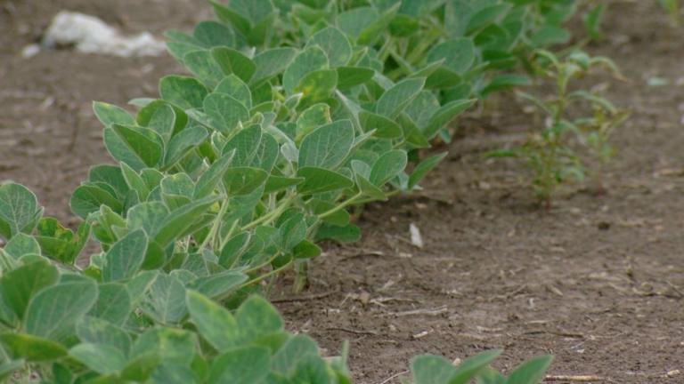 row of soybeans is pictured in a field in Springfield. 
