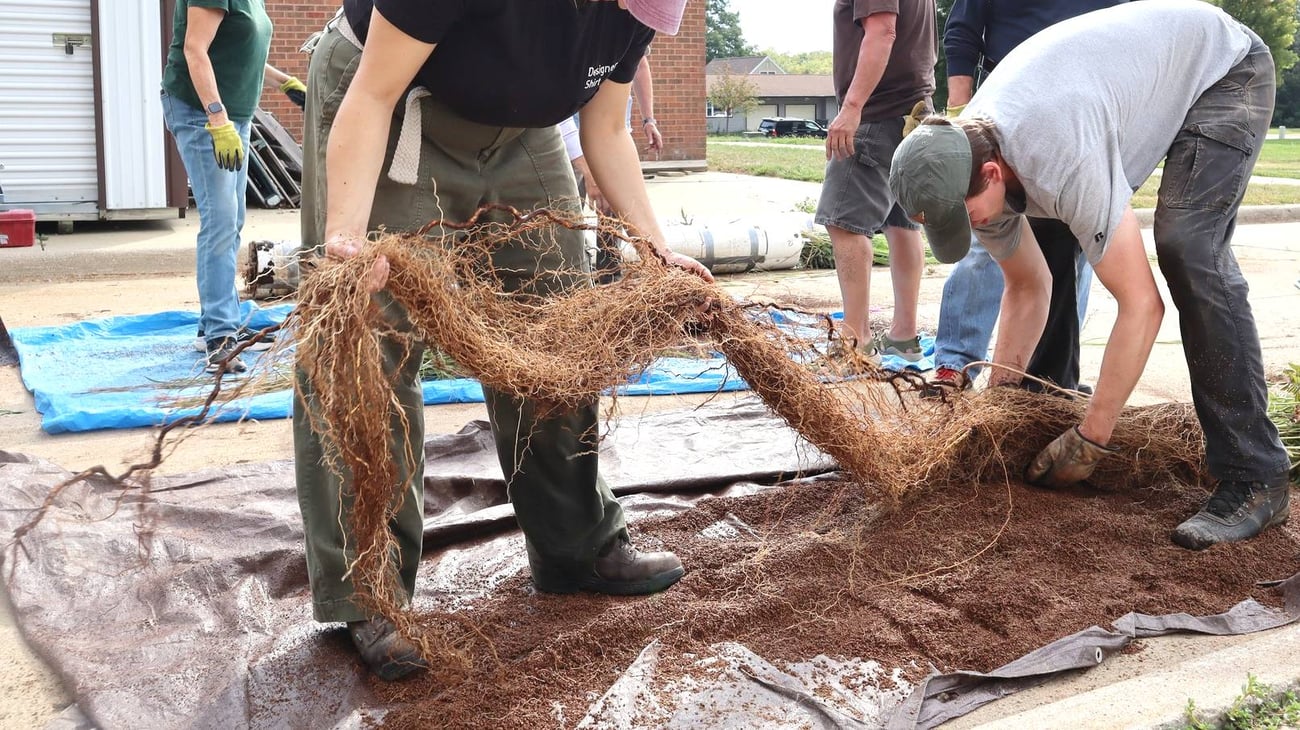Caption: Prairie plant roots run really deep. Credit: Tallgrass Prairie Center