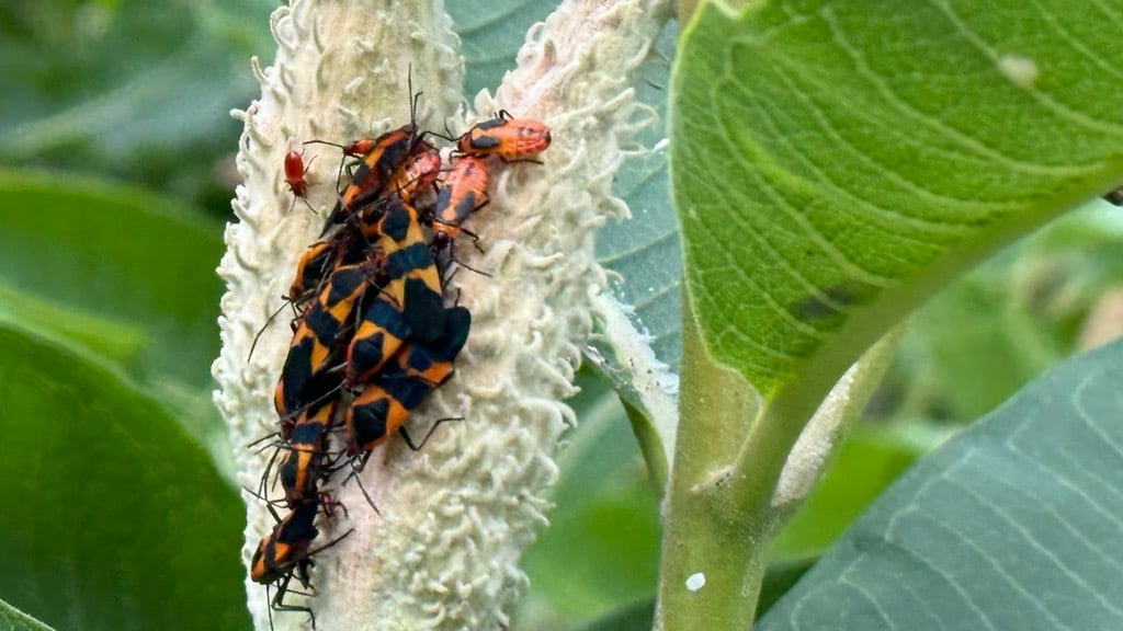 Caption: Milkweed bugs gather on a milkweed pod. Credit: Patty Wetli / WTTW News