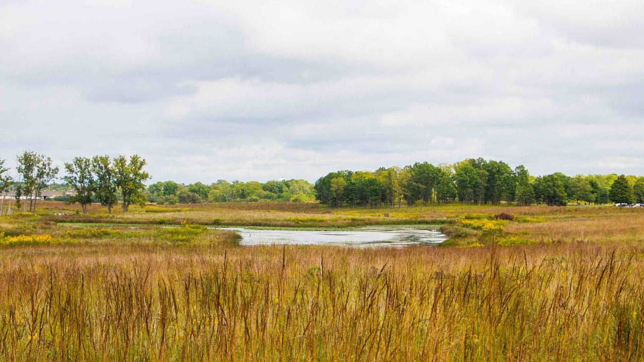 Caption: Deer Grove, after years of extensive restoration. Credit: Claudia Latapi / Openlands