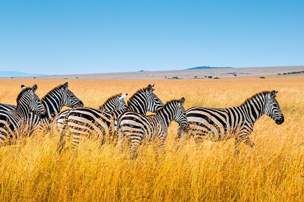 Combiné Kenya/Seychelles - Les incontournables du Kenya et Charme seychellois Combiné Kenya/Seychelles - Les incontournables du Kenya et Charme seychellois