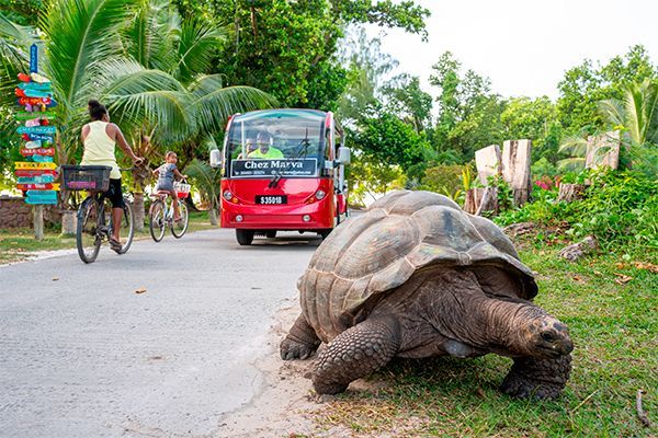 Combiné 3 îles - Délice Tropical