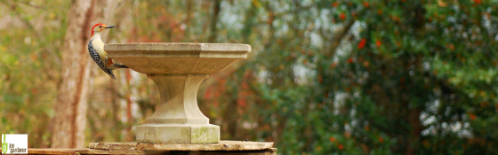 water feature in a landsacpe with a woodpecker