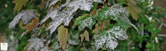 powdery mildew on a tree