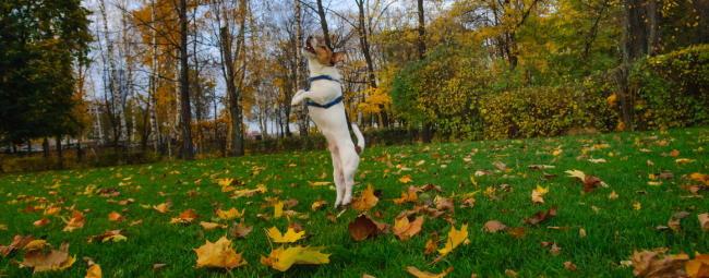leaves on a lawn and a dog jumping