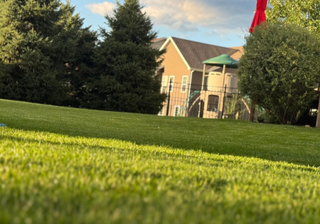 a lawn of grass