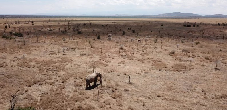Kenya's Ol Pejeta Conservancy