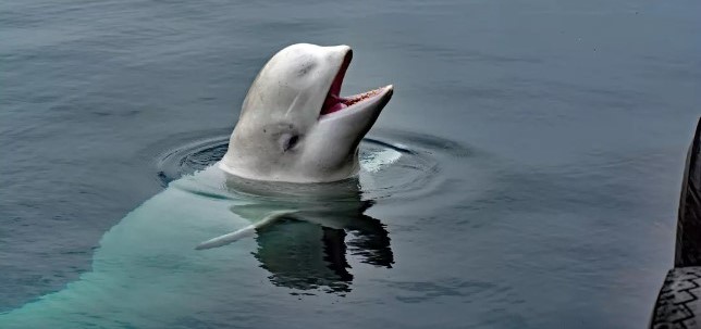 Beluga whale believed to have escaped life as a Russian spy