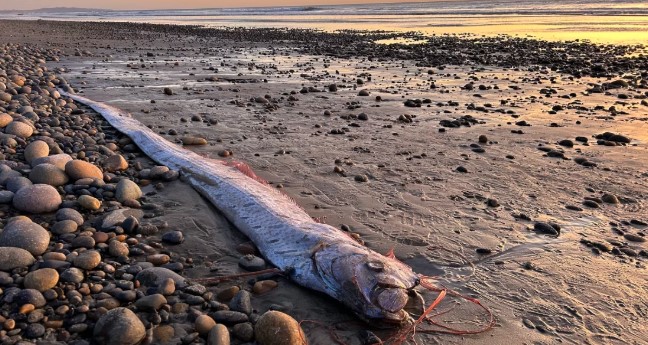 Oarfish keep washing ashore in California