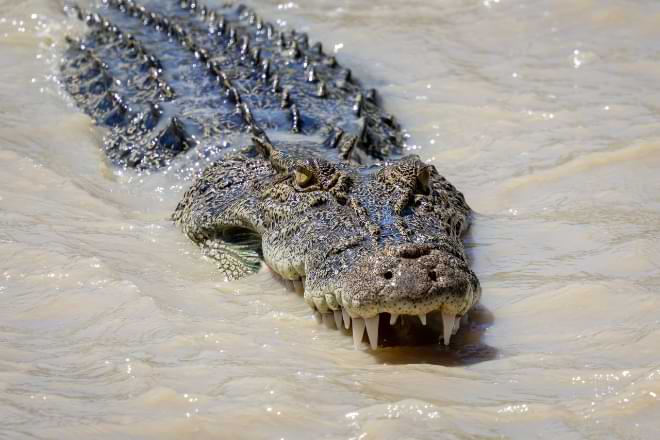 Australian saltwater crocodile in the water hunting fish with mouth open. By Luke/stock.adobe.com.