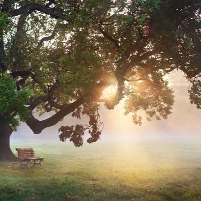 Árbol al amanecer
