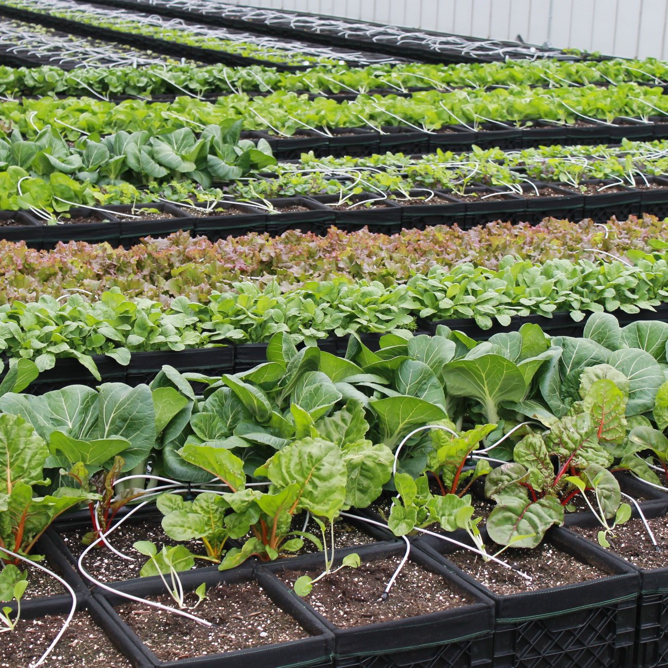BMC Rooftop Farm