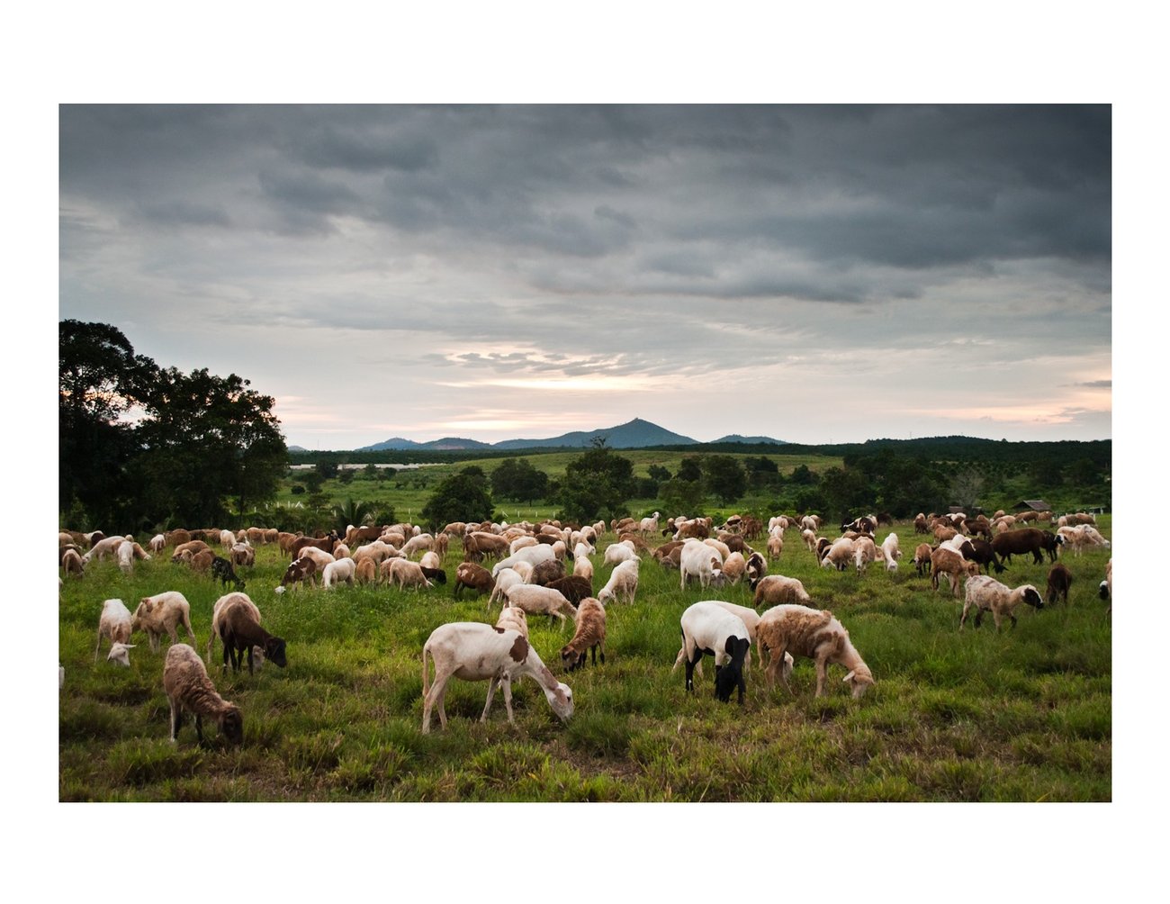sheep and goat grazing in a pasture with dark clouds and green trees in the background
