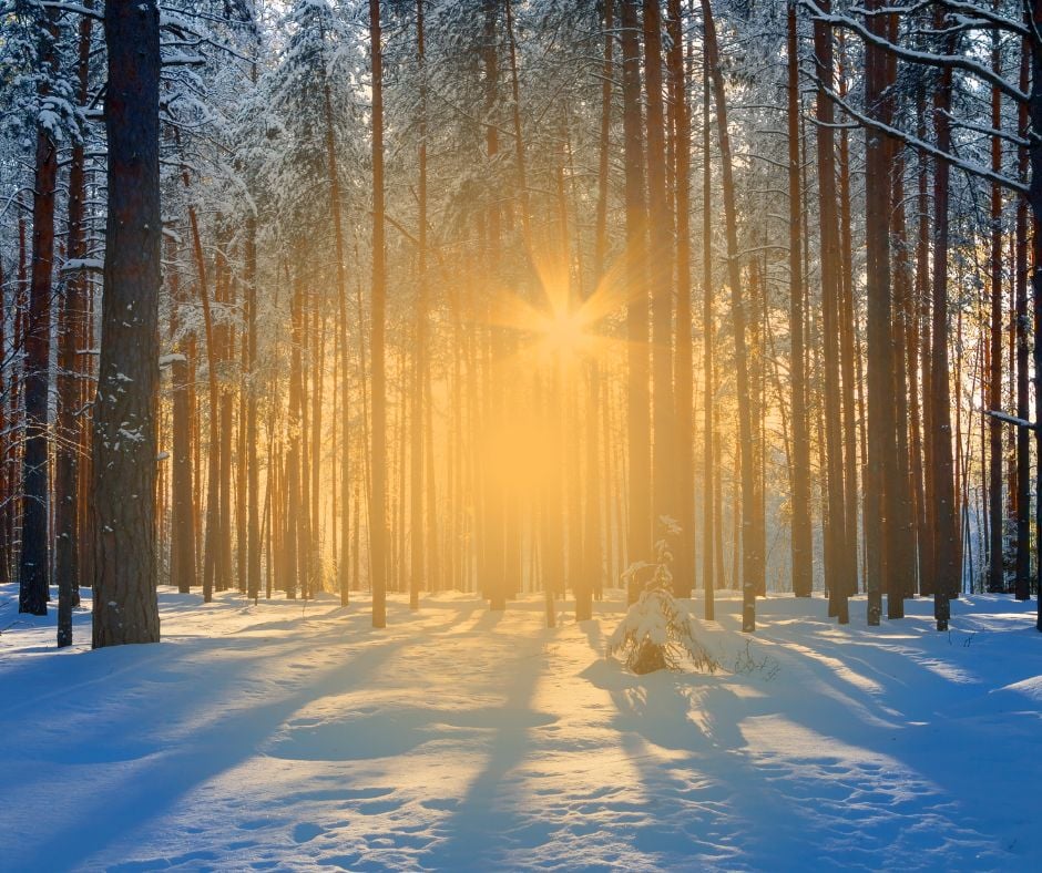 winter scene with snow on the ground and tall trees with the sun peeping through