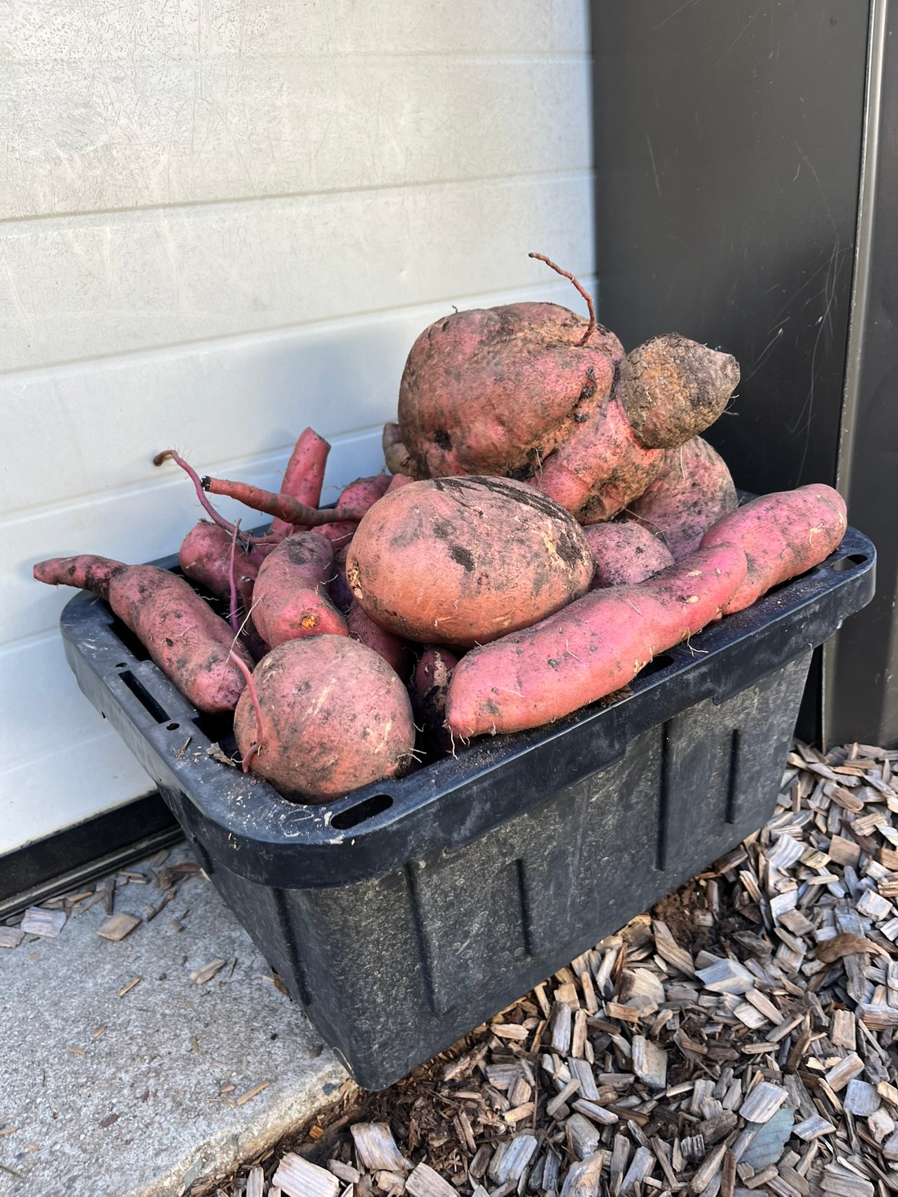 Sweet
Potatoes