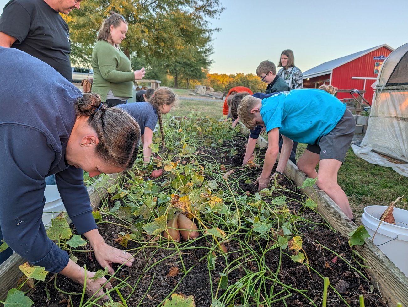 people harvesting sweet potatoes
