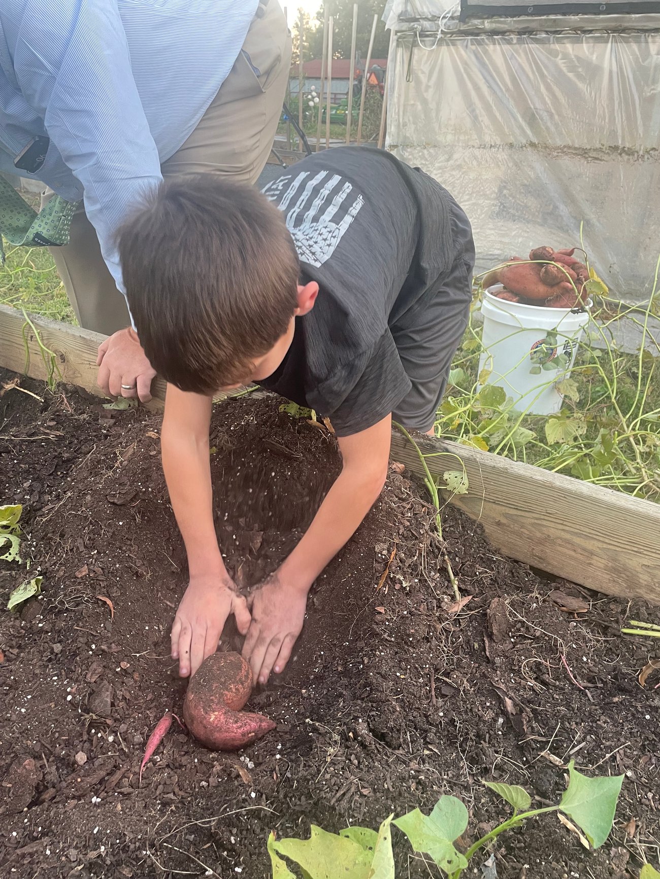 digging up sweet potato
