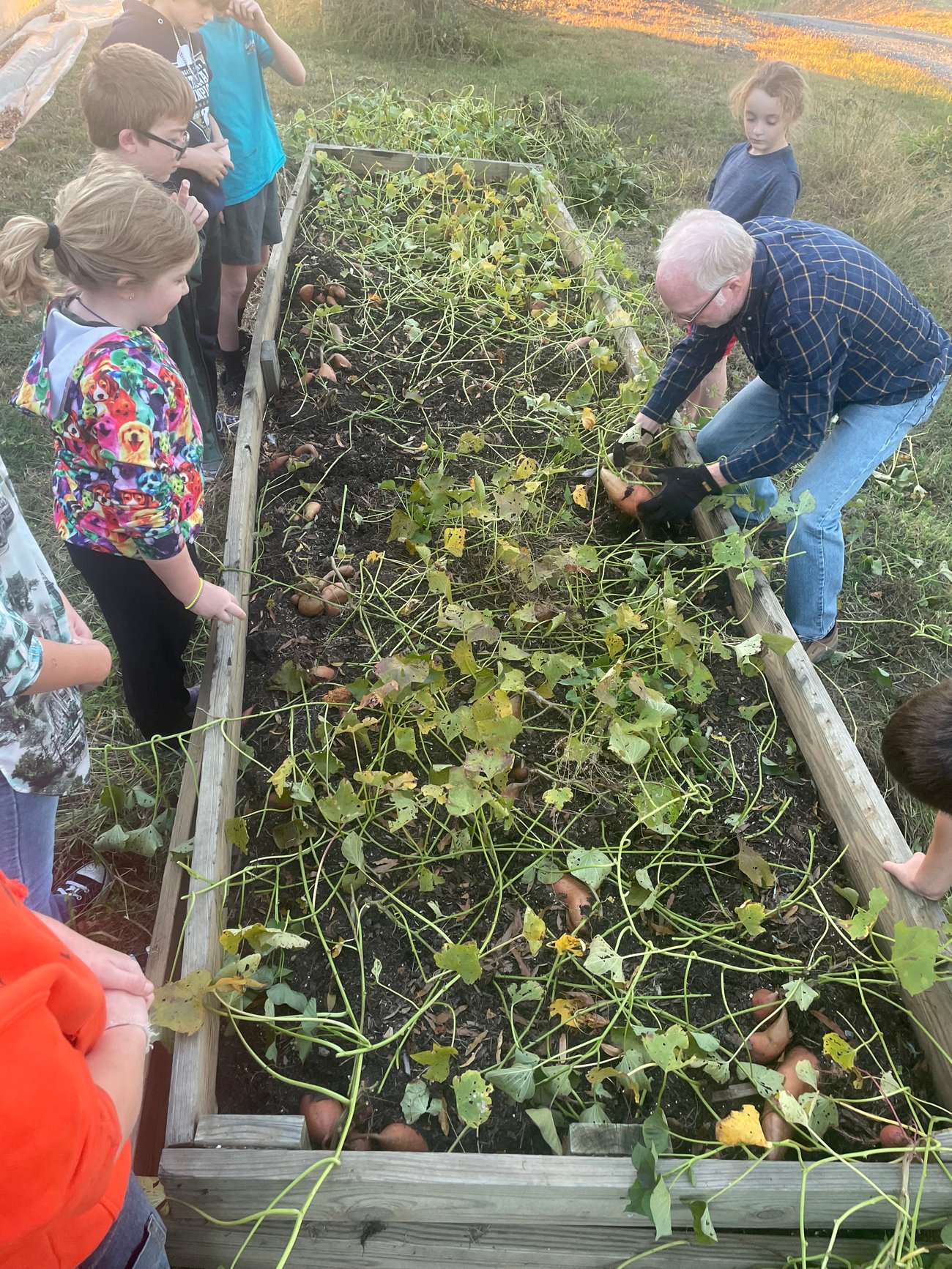 kids watching how to harvest sweet potato