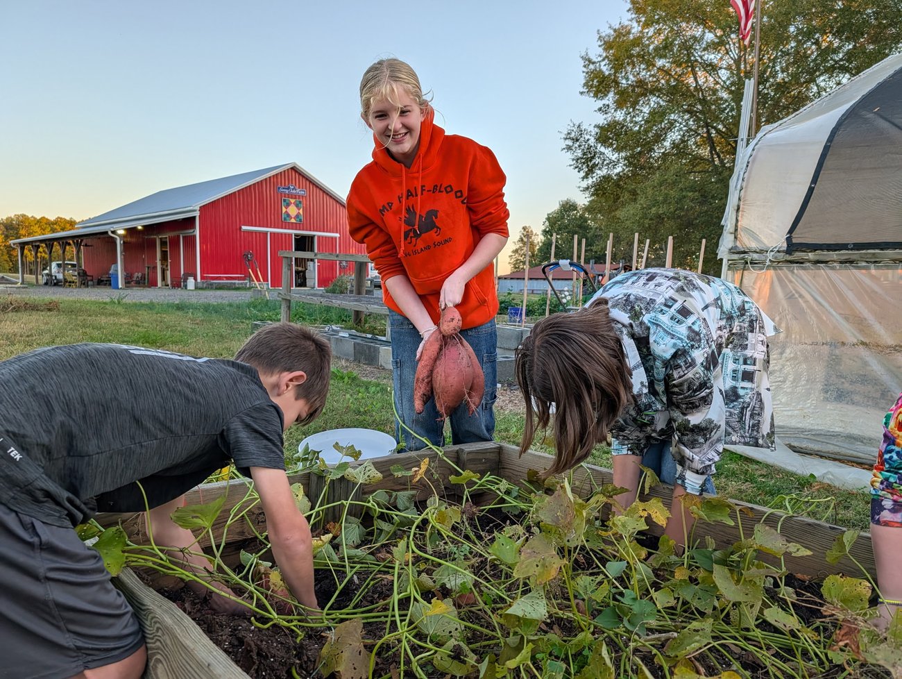 Kids
harvesting sweet potatoes