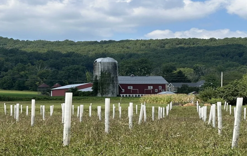 Tree tubes in rows in a field with a red farmhouse in the background. A hill in the background