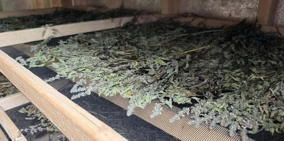 Nepeta drying on racks