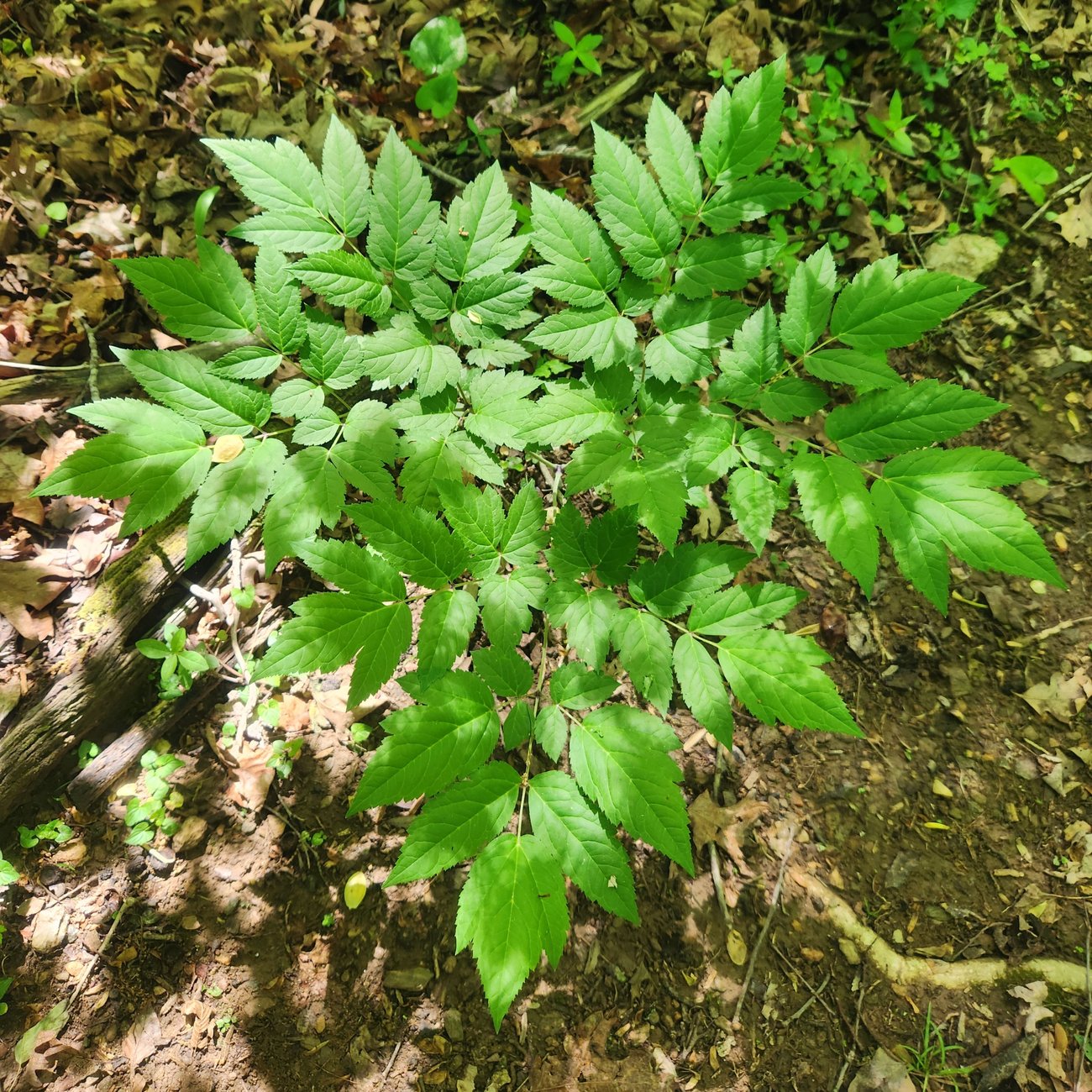 Black cohosh plant