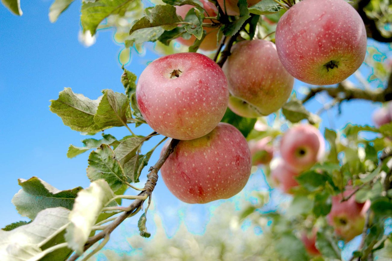 Photo shows a bunch of red apples hanging from a branch against a blue sky