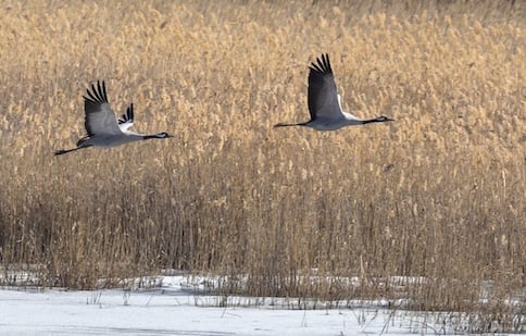 Käkijärvi kunnostettiin