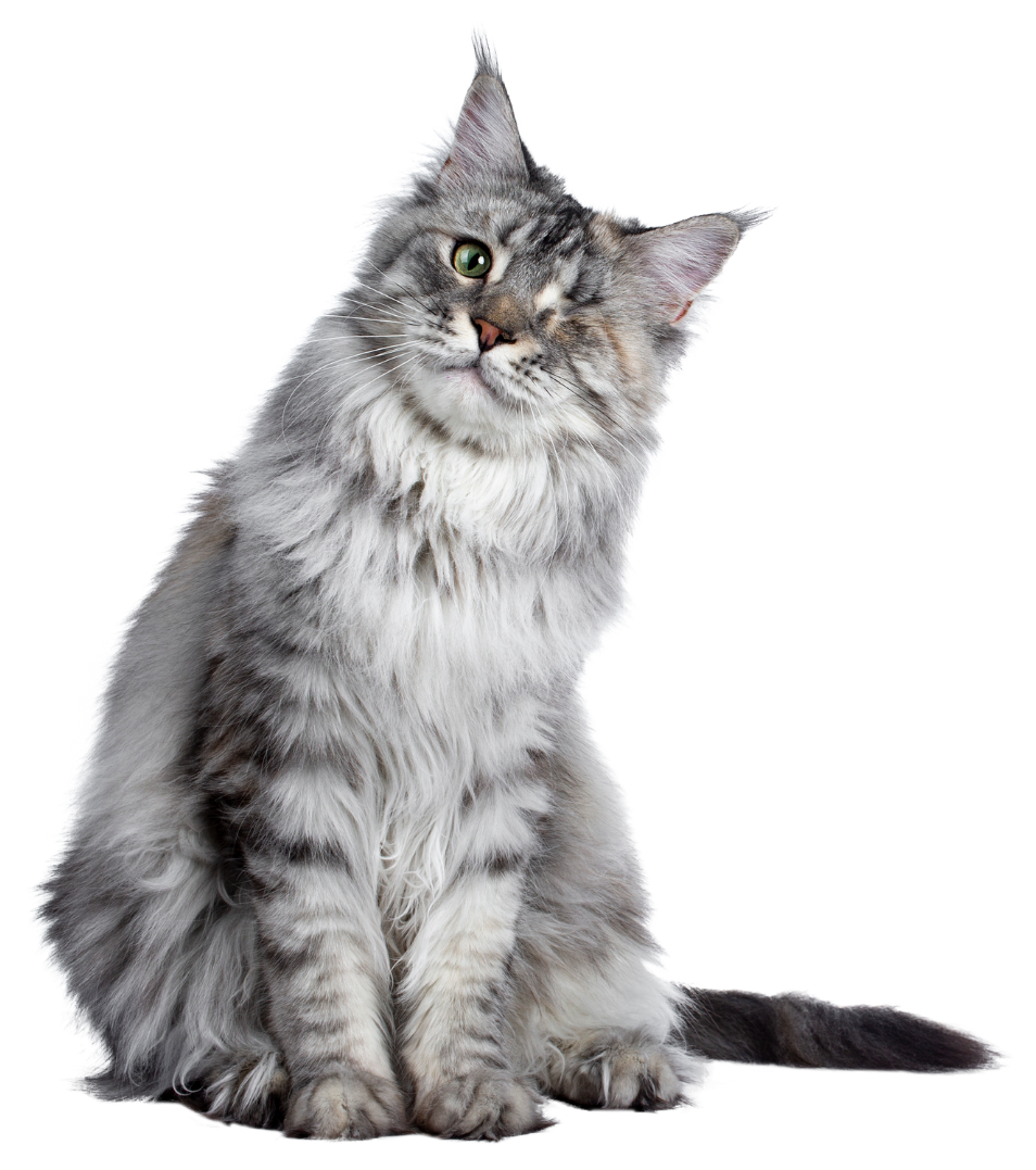 Grey, one-eyed, longhaired cat encourages you to donate to RedRover's programs for pets and their people!
