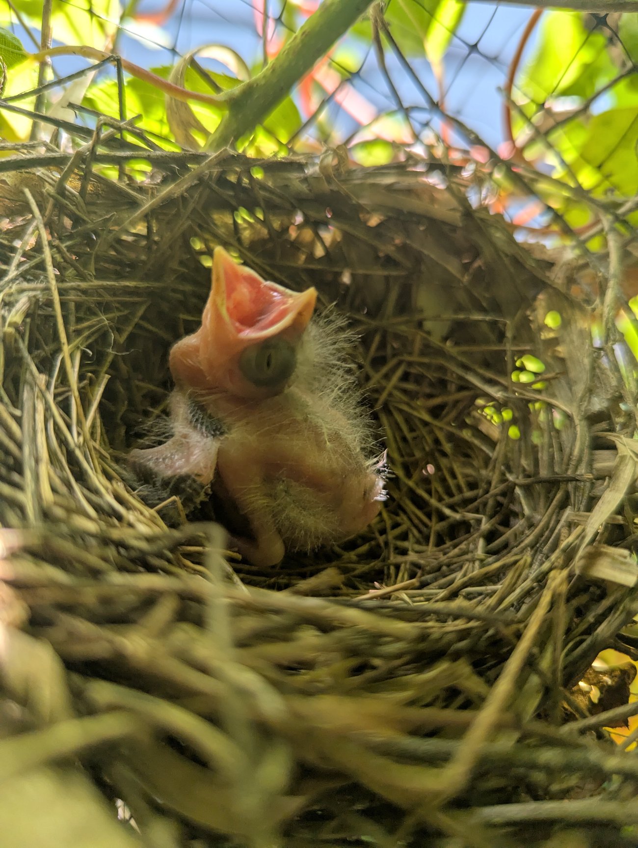 photo of a cardinal chick in its next