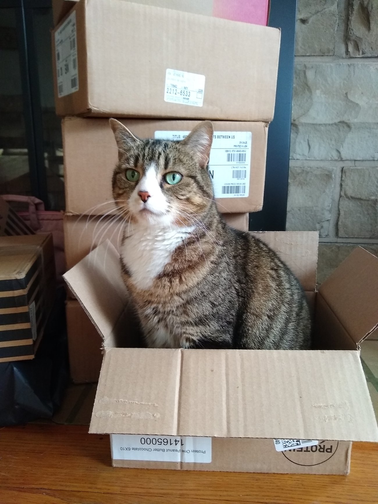 photo of Gleb's cat, Siren, in a cardboard box