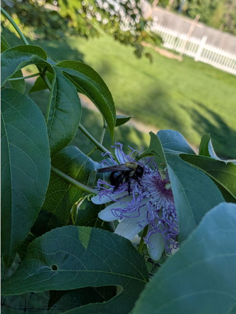 Photo of bee on a purple maypop flower.