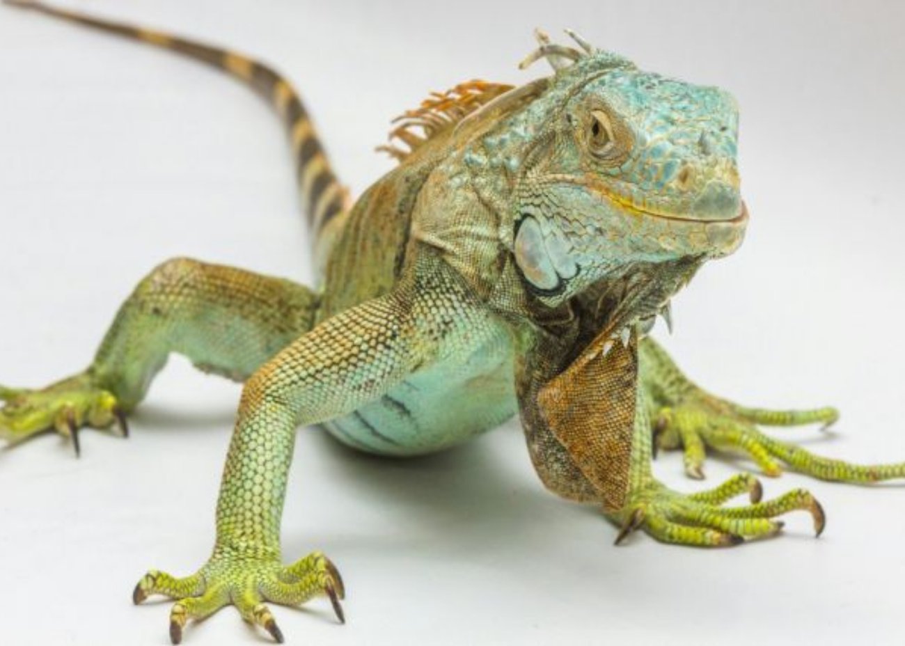 groene leguaan